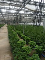 Poinsettias ready for distribution at Edible Garden facility in Belvidere, New Jersey