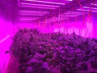 A cultivation operation in Maine using GS Thermal Solution liquid-cooled LED fixtures