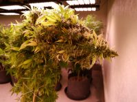 Some claim the yield is less from LED lights during flowering.