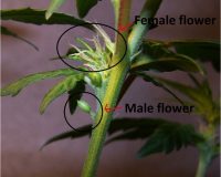 The sex organs on a Cannabis plant identified. 