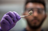 Examination of cannabis prior to testing- credit Steep Hill Labs, Inc.