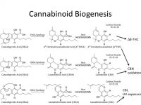 Cannabinoid Biogenesis