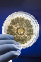 Petri dish containing the fungus Aspergillus flavus